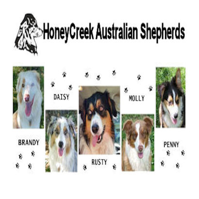 and kompas Recite Honeycreekaussies.com - Breeding of Australian Shepherds.