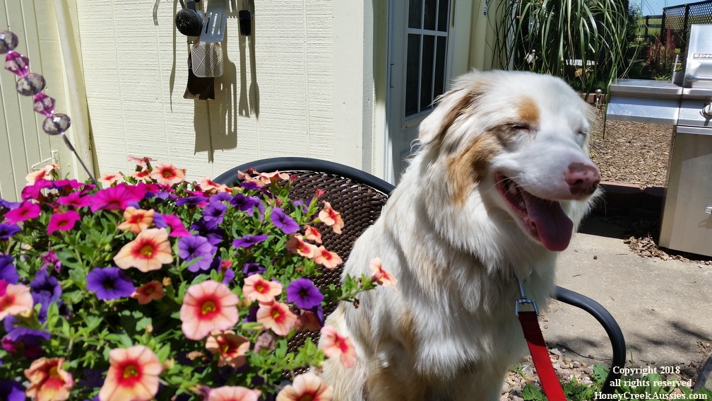 Our Australian Shepherds - Our Furry Family