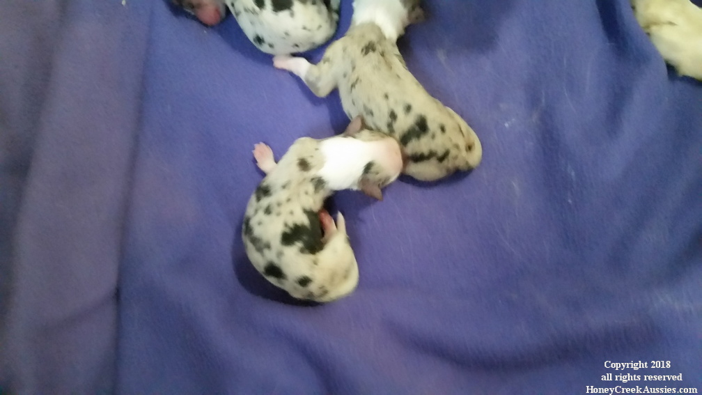 Spring 2015 Puppies