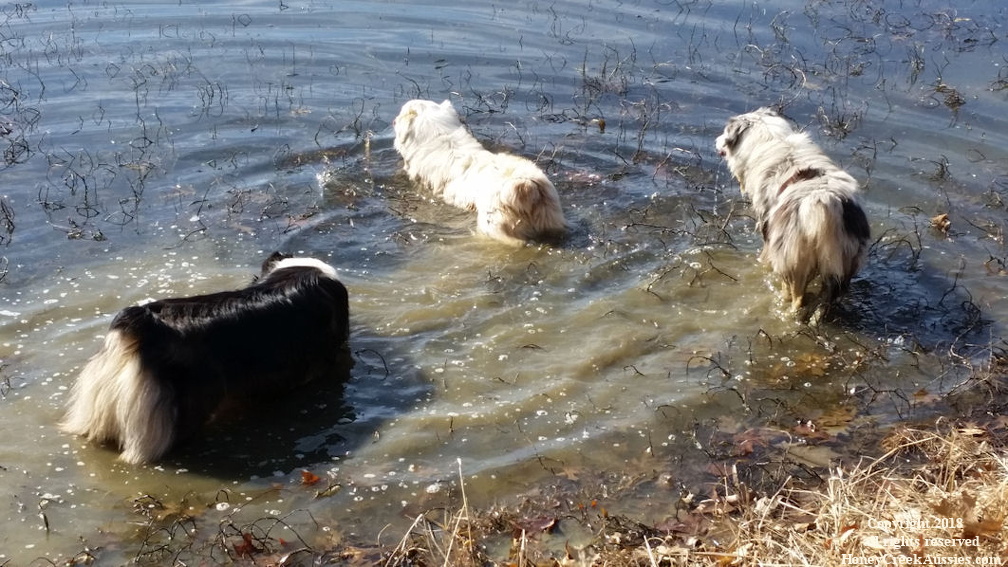 Honeycreek Aussie's - Our Loyal Friends