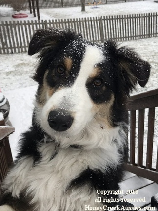 Amaya playing in her first snow.