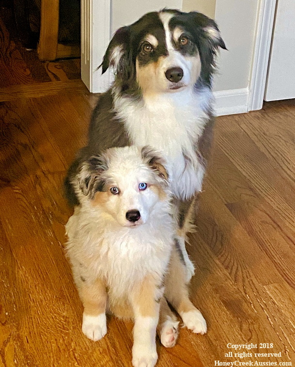 Lily and Koda together