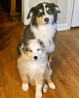 Lily and Koda together